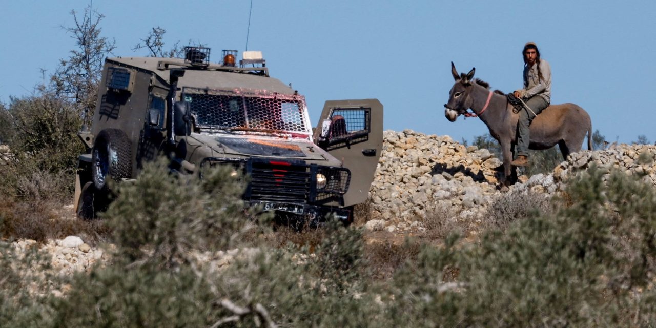NGOs, lawmakers mobilize for West Bank olive harvest amid claims of state complicity
