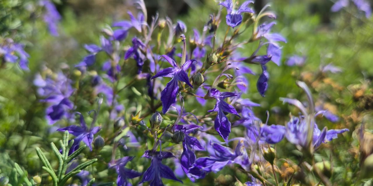 Critically endangered perennial herb successfully propagated by KKL-JNF