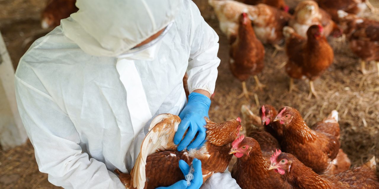 Washington State resident dies in first confirmed H5N5 bird flu case, health department says