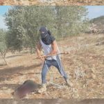 Israeli settler charged with terror for assault on Palestinian olive harvesters in West Bank