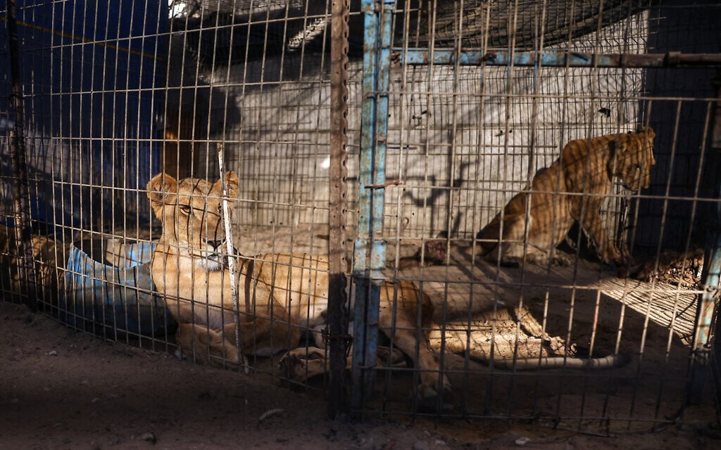 In Gaza, a home for orphans steps up to save starving animals from Rafah’s troubled zoo