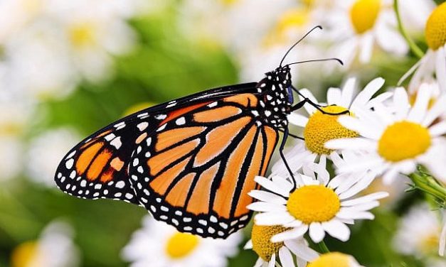 Shlomo Maital | Making Things Small is Huge