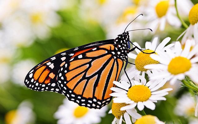 Shlomo Maital | Making Things Small is Huge