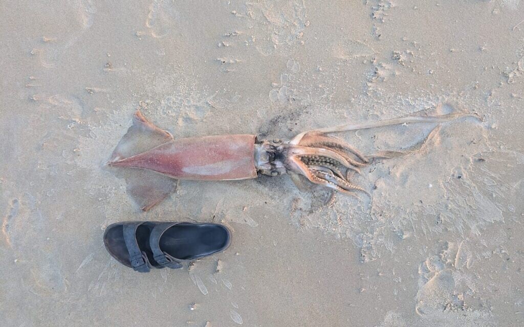 Meter-long squid washes up on northern Israeli beach