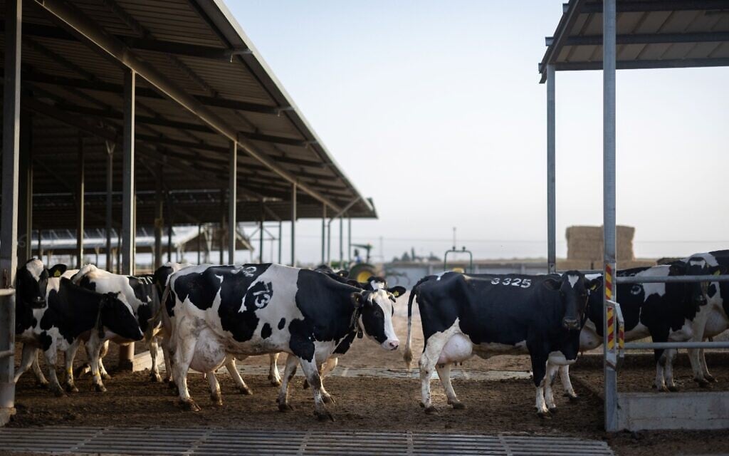 As consumers froth over milk shortages, dairies spoil for a fight to halt industry shakeup