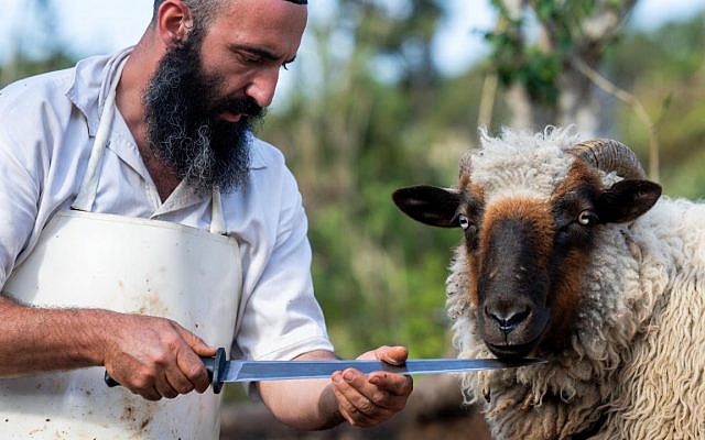 Yosef Eitan | One Tiny Nick Makes It Treif: A Shochet’s Lesson on People over Steak