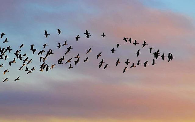 Jonathan Sacks | Even Higher Than Angels (Vayera, Covenant & Conversation)