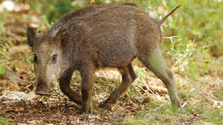 About 130,000 animals are hunted annually in Israel under legal protection