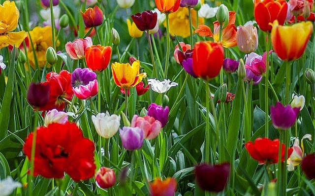 Saul Paves | Diversity and Complementarity