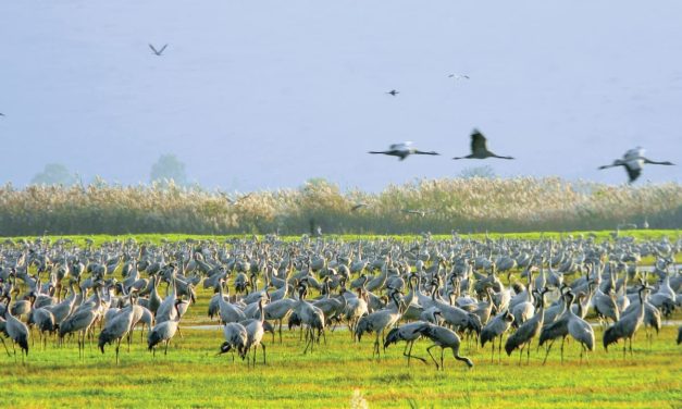 In Hula Valley, a Hanukkah crane ritual connects modern families, ancient texts – opinion