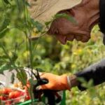Harvest of hope: volunteers saving Israel’s farms one row at a time