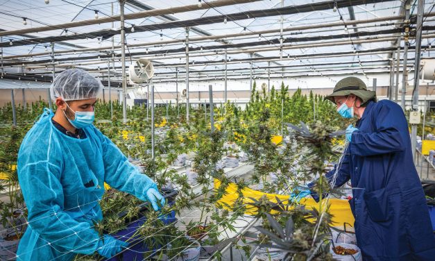 Israeli citizen arrested in Thailand for operating illegal cannabis farm