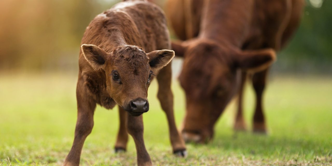 Why Jewish law cares about mother birds, baby goats and the bonds of animal families