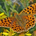 A third of Israel’s butterfly species threatened, with three already extinct