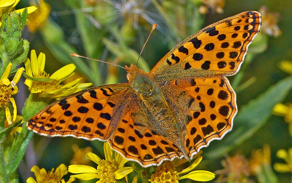 A third of Israel’s butterfly species threatened, with three already extinct