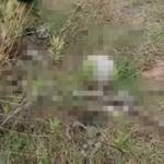 Children playing in Jerusalem forest find human remains