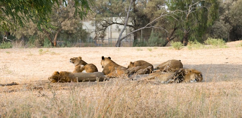 Politicians not planners driving Safari Park relocation