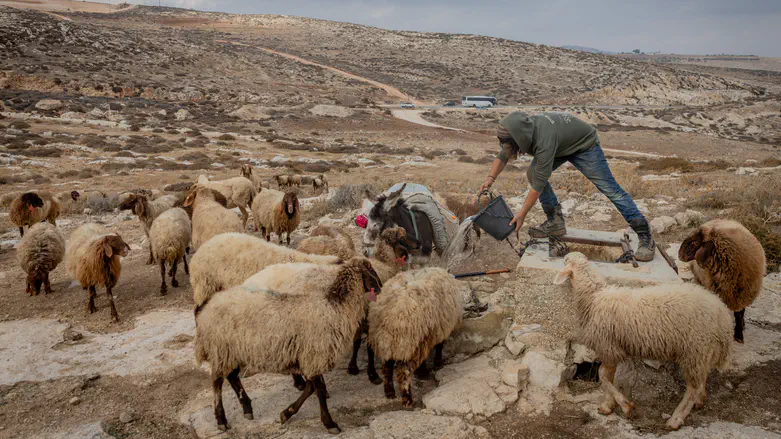 Arab mob attacks Jewish shepherd in Binyamin: ”A miracle I survived’