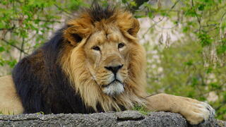 From ancient Israel to modern Iran: the enduring symbolism of the lion