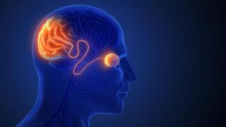 How the brain really ‘sees’: Israeli researchers solve decades-old mystery