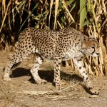 In Iran, Cheetah Sightings Offer Rare Spots of Hope Amid War