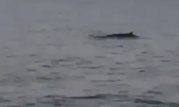 Rare whale sighting off the coast of Ashdod