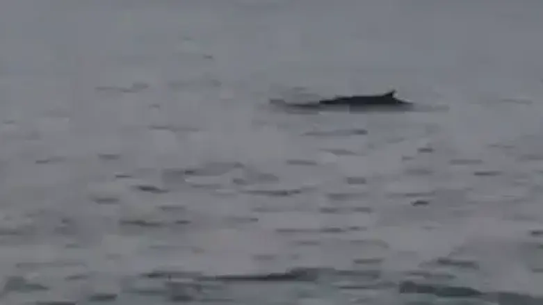 Rare whale sighting off the coast of Ashdod