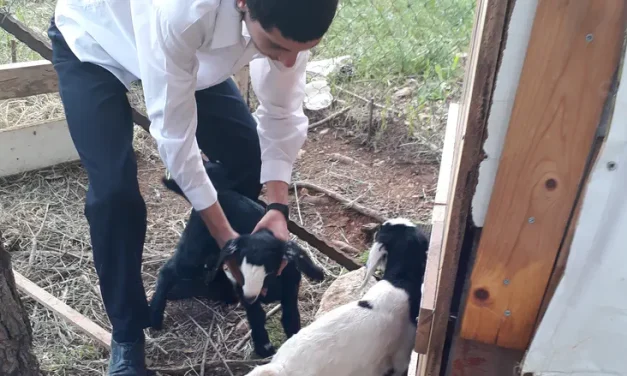 Two he-goats, two atoements