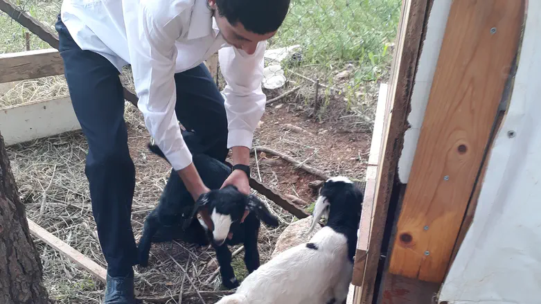 Two he-goats, two atoements