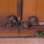 Israel engineered ‘special’ rats to attack Palestinians in Gaza, radical Fatah officials claim