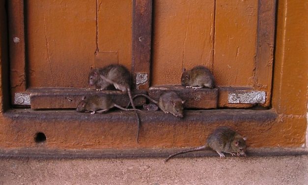 Israel engineered ‘special’ rats to attack Palestinians in Gaza, radical Fatah officials claim