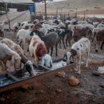 High Court sets May 14 deadline for state update in Ras Ein al-Auja case