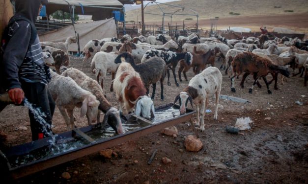 High Court sets May 14 deadline for state update in Ras Ein al-Auja case