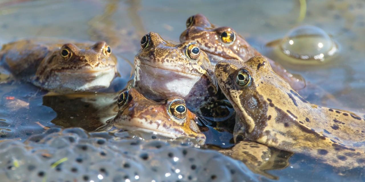 Rewriting the ‘Pharaoh Constant’: A sci-fi reimagining of the Exodus – opinion