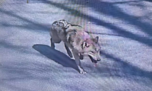 Elusive wolf in South Korea captured and returned to zoo after nine days on the run