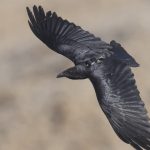 Animal personality traits influence survival in wild ravens – study