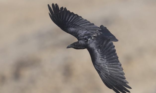 Animal personality traits influence survival in wild ravens – study