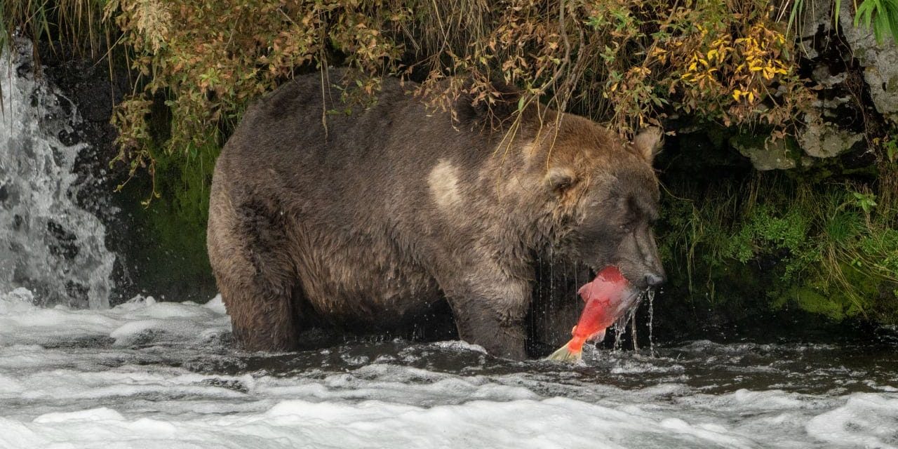 Two US soldiers wounded in bear attack during training exercise in Alaska