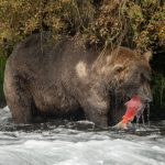 Two US soldiers wounded in bear attack during training exercise in Alaska