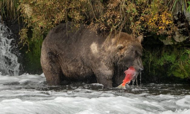 Two US soldiers wounded in bear attack during training exercise in Alaska