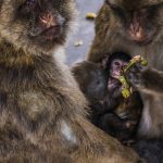 Gibraltar’s monkeys find clever way to avoid junk food bellyache
