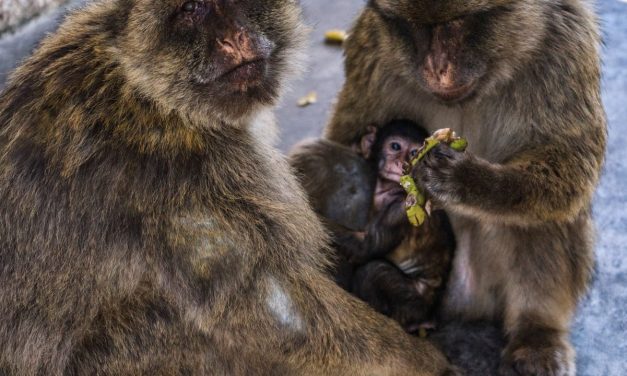 Gibraltar’s monkeys find clever way to avoid junk food bellyache