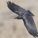 Bold vs cautious: Raven personalities shape survival in a changing desert – study
