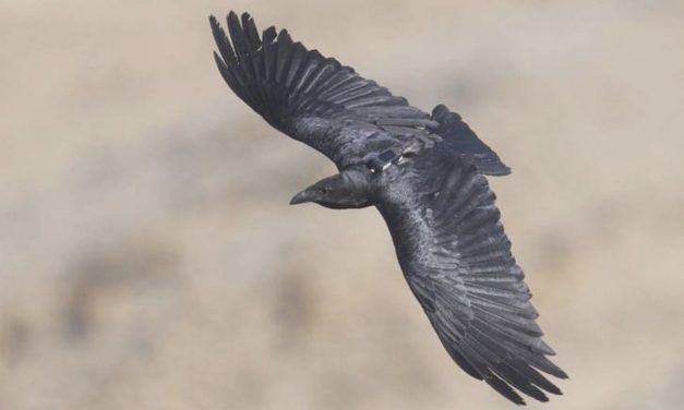 Bold vs cautious: Raven personalities shape survival in a changing desert – study
