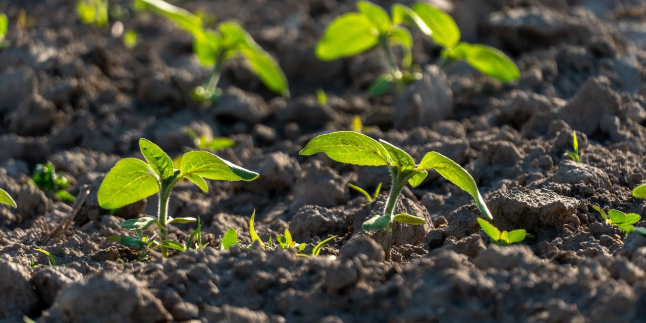 Israeli study finds plants absorb nutrients from airborne dust, challenging root-only theory