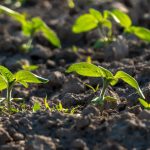 Israeli study finds plants absorb nutrients from airborne dust, challenging root-only theory