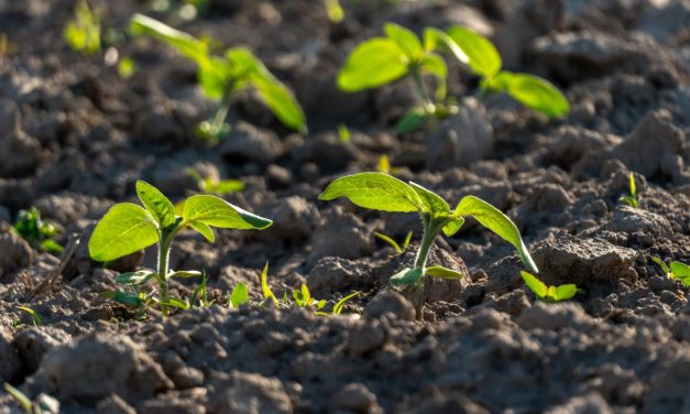 Israeli study finds plants absorb nutrients from airborne dust, challenging root-only theory