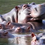Colombia approves plan to cull of Escobar’s wild hippos