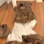 Bear suit insurance scam: California trio stages fake attacks on luxury cars, sentenced to jail