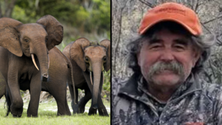 Elephants kill American millionaire big-game hunter during Gabon safari